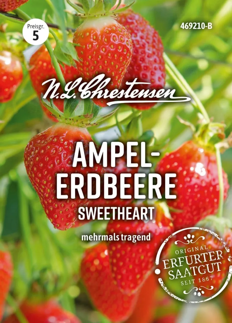 Chrestensen Saatgut Ampelerdbeere SweetheartaChrestensen Ampelerdbeere Sweetheart Samen - Hänge-Erdbeere Saatgut - Mehrfachtragend - Für Garten Balkon Ampel - Fragaria ananassa - Samenfest – Bild 2