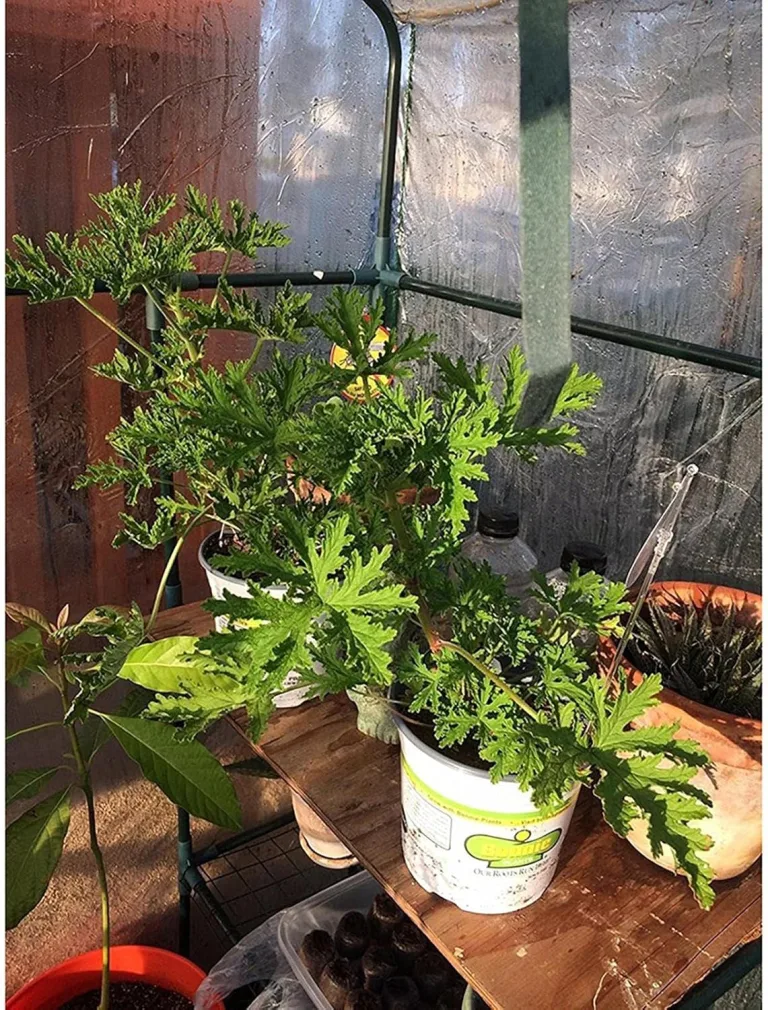 Tomatengewächshaus, 100x50cm PVC Tomatengartenzelt Abdeckung, Tomatenhaus Stabil Winterfest, Tomatenhaus Mit Aufrollbare Tür, Gewächshaus Treibhaus Für Boden,Garten – Bild 7