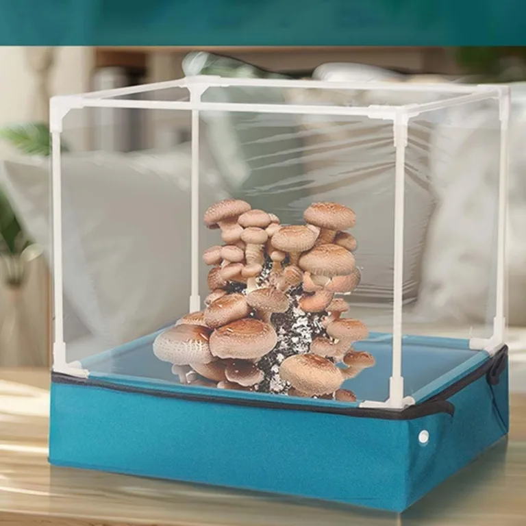 Pilzzucht-Set für den Heimgebrauch, transparentes Mini-Gewächshaus zum Anbau von Pilzen und Sukkulenten, faltbare Pflanzenschutzabdeckung mit Pilzhaus) – Bild 5