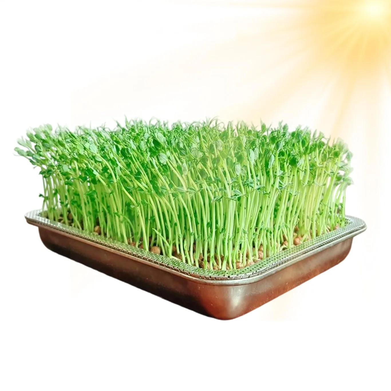 Greens Anzuchtschalen, groß, rostfreier Edelstahl, Gartenpflanzenaufbewahrung, Mini-Pflanzen-Gewächshaus, für Gras, Innen- und Außenbereich, Garten, Zuhause, Büro - Bild 1