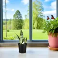 NUOBESTY 50 Stück Anzuchttöpfe Kunststoff mit Abflusslöchern 165cm Rund Pflanztöpfe für Garten und Gewächshaus Pflanzgefäße für Gesunde Wurzelentwicklung - Thumbnail 8