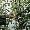 Kunststoff Pflanzenstecknadeln 5cm Transparent Befestigungsgabeln für Gartenpflanzen und Rankhilfen Erdbeerpflanzen Fixierer für Gewächshaus und Beet – Bild 2