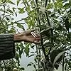 Transparentes Gartenpflanzen-befestigungsclip Dicke Kunststoff-pflanzenklammern mit Doppelstachel für Erdbeeren und Reben Robustes Fixierwerkzeug für Outdoor-Garten und Gewächshaus - Thumbnail 2