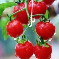 850 Stück Tomatenstützhaken aus Robustem Kunststoff 13cm lang Weiß Pflanzenaufhänger für Tomaten Gurken Paprika Gewächshaus und Garten Zubehör zur Pflanzenstütze und Rankhilfe - Thumbnail 8