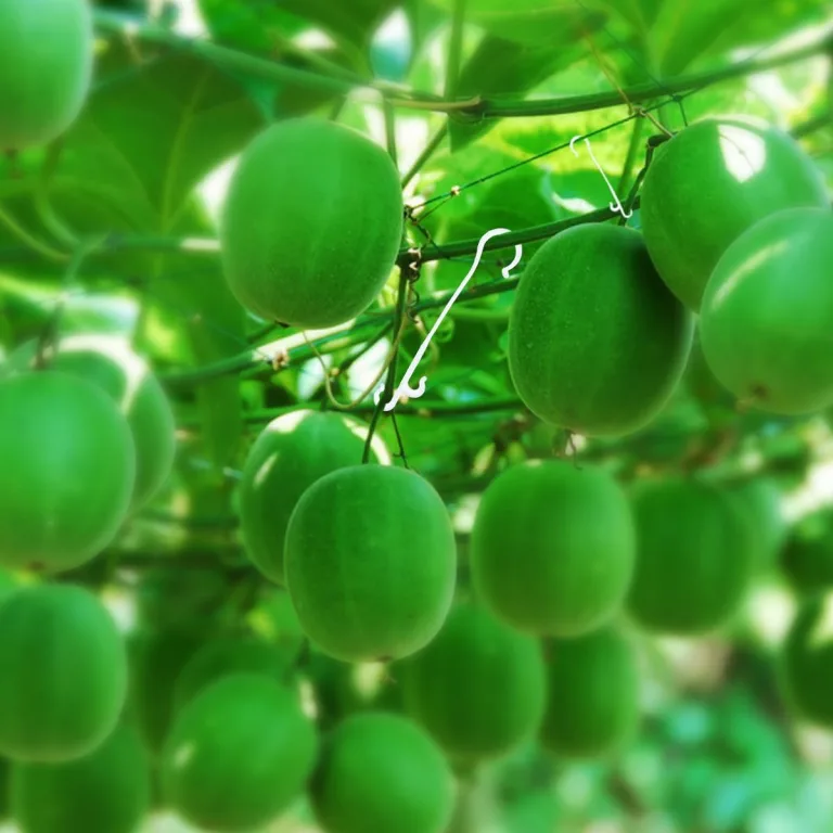 Yardenfun 850 Stück Tomatenpflanzen Haken aus Robustem Kunststoff 13cm lang Pflanzenstützhaken für Gurken Paprika Kletterpflanzen Weiß Gewächshaus Garten Zubehör – Bild 4