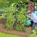 COSTWAY Gurke Rankhilfe Set, A-förmig, Rankgitter mit Gartennetz & Clips, Pflanzenhalter Metall, Pflanzenstütze für Kletterpflanzen Blumen Gemüse, Pflanzenspalier, 80 x 93 x 190 cm, Schwarz - Thumbnail 2