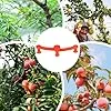 Pflanzen Trainings Clips,360 Grad Drehbare Verzweigungs Befestigungsklemmen - 10 Stück Pflanzenhalter Für Rankhilfe,Für Garten Gewächshaus Beet Tomaten Orchideen Kräuter Indoor Und Outdoor – Bild 2