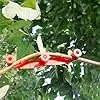 Pflanzklammern | 360 Grad Drehbarer Stützclip Für Stängel | 10 Stück Pflanzenstützklammern,Für Außen, Garten, Gewächshaus, Blumenbeet, Gemüse, Tomaten, Efeutute, Orchideen Und Innenraum - Thumbnail 2